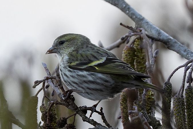 Lucherino  - Filippo Ferraioli
