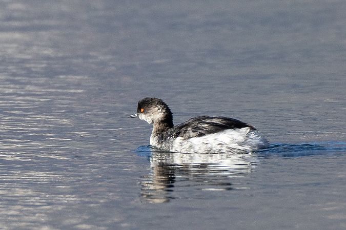 Black-necked Grebe  - Filippo Ferraioli