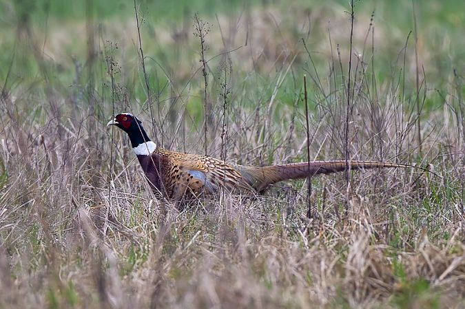 Fagiano comune  - Filippo Ferraioli