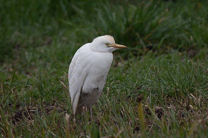 Airone guardabuoi  - Filippo Ferraioli