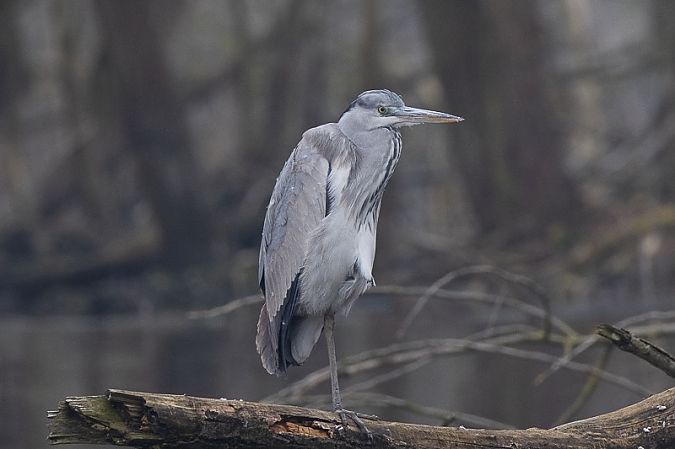 Airone cenerino  - Filippo Ferraioli