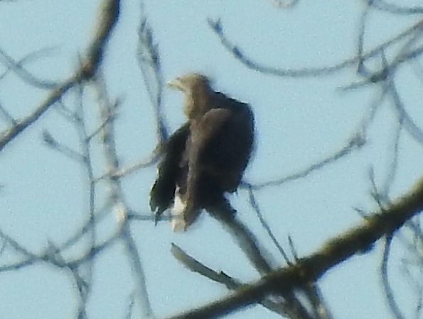 Aquila di mare  - Massimo Bozza