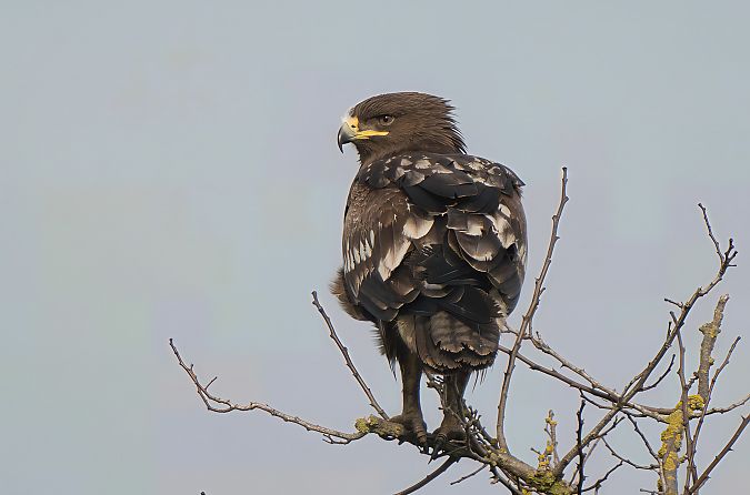 Aquila anatraia maggiore  - Mauro Fenati