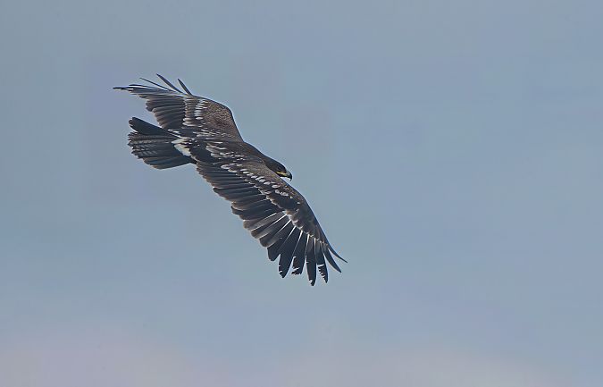 Aquila anatraia maggiore  - Mauro Fenati