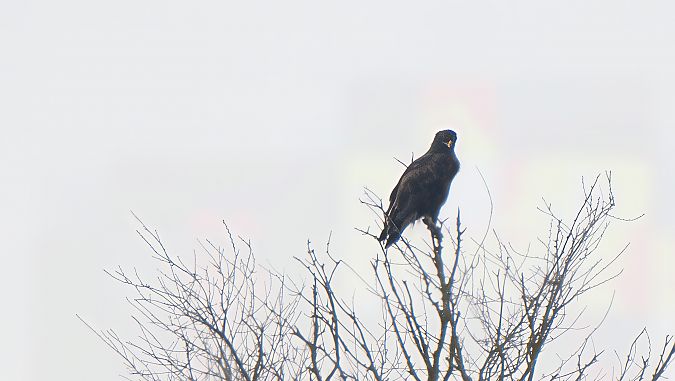 Aquila anatraia maggiore  - Mauro Fenati