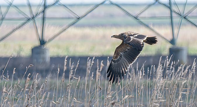 Aquila imperiale  - Mauro Fenati