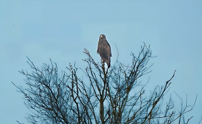 Aquila anatraia maggiore  - Mauro Fenati
