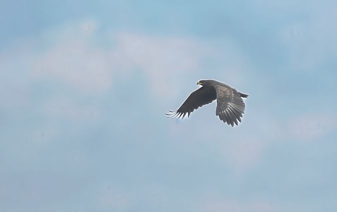 Aquila anatraia maggiore  - Mauro Fenati