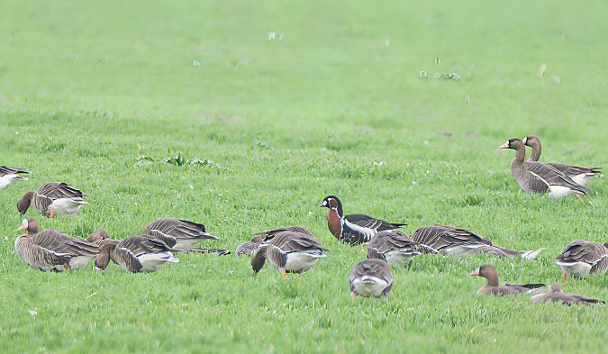 Oca collorosso  - Mauro Fenati