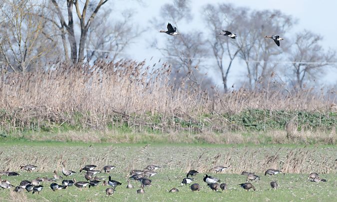 Oca facciabianca  - Mauro Fenati