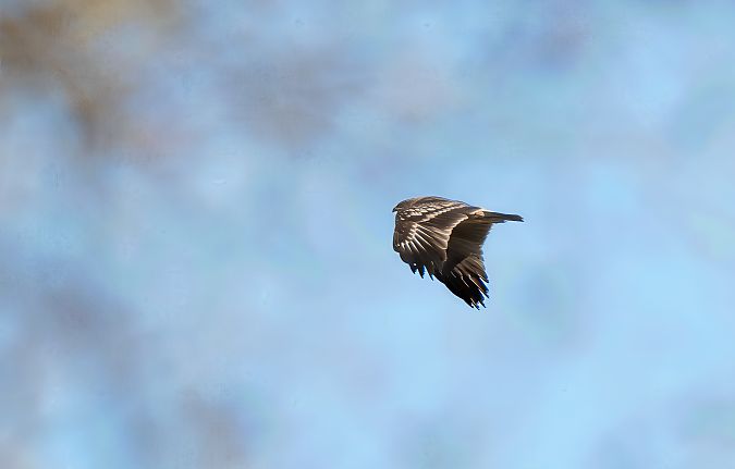 Aquila anatraia maggiore  - Mauro Fenati
