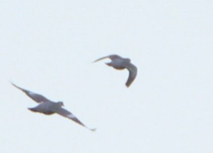 Colombella  - Ludovico Grassi