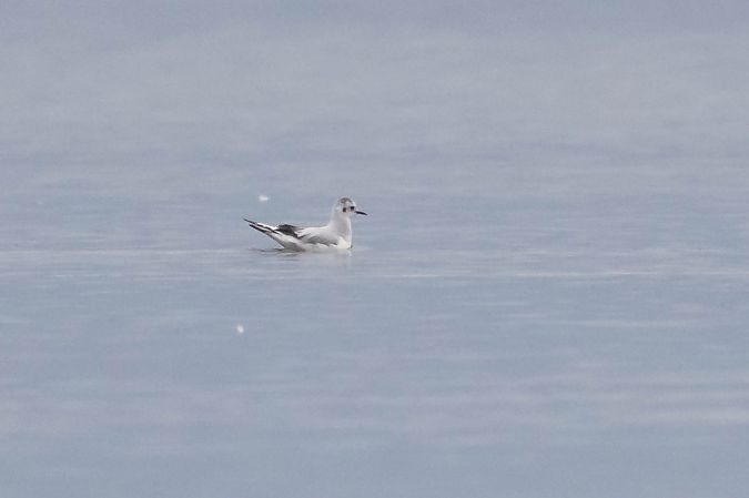 Gabbianello  - Radames Bionda