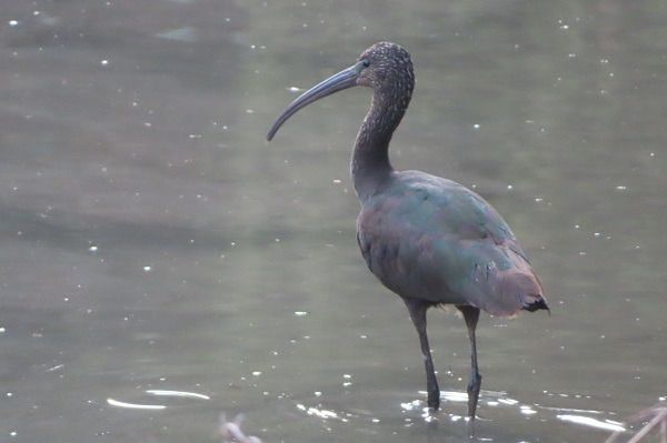 Mignattaio  - Annalisa Sutto