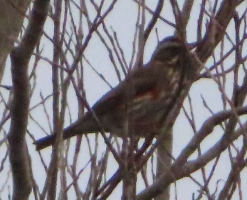 Rotdrossel  - Annalisa Sutto