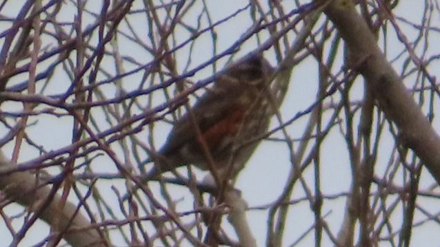 Tordo sassello  - Annalisa Sutto