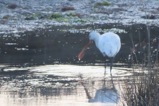 Spatola  - Annalisa Sutto