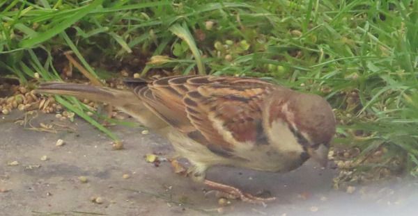 Passera oltremontana  - Annalisa Sutto