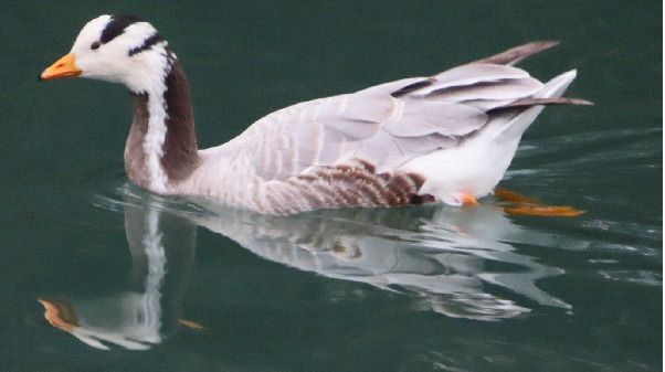 Oca indiana  - Annalisa Sutto