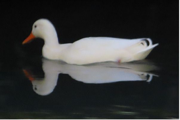 Anatra domestica  - Annalisa Sutto