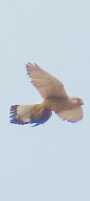 Gheppio  - Annalisa Sutto