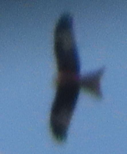 Nibbio reale  - Annalisa Sutto