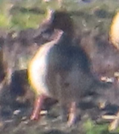 Oca lombardella minore  - Annalisa Sutto