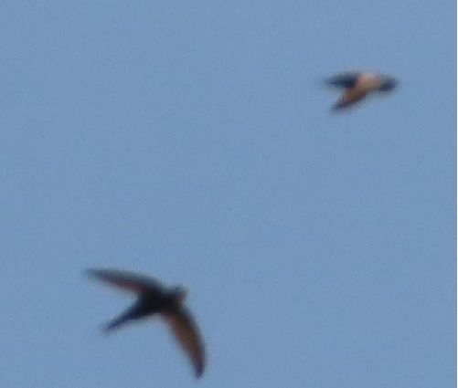 Rondine rossiccia  - Annalisa Sutto