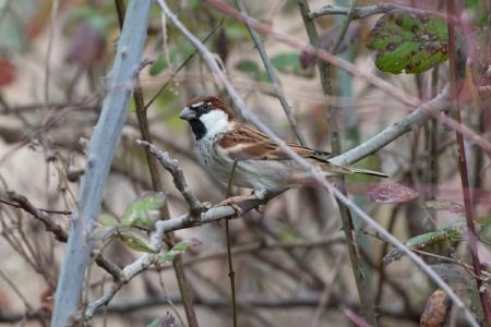ibrido Passera d'Italia x sarda (Sud e Sicilia)  - Antonio Monaco