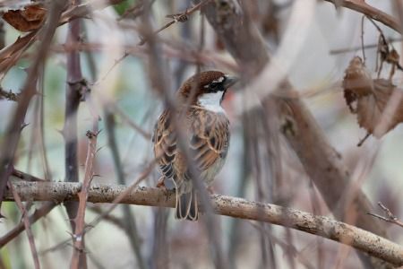 Hybride Moineau cisalpin x espagnol  - Antonio Monaco
