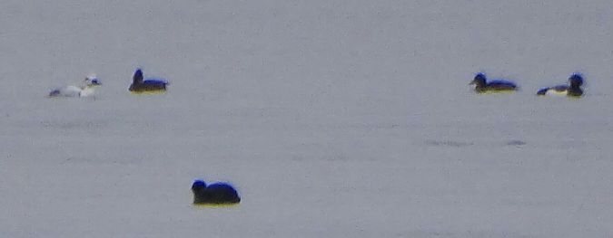 Zwergsäger  - Vittorio Piola