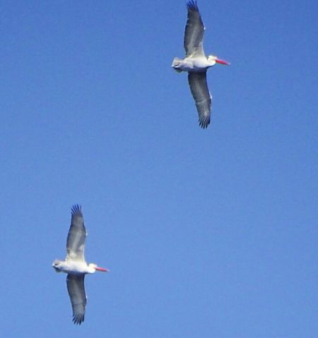 Krauskopfpelikan  - Vittorio Piola