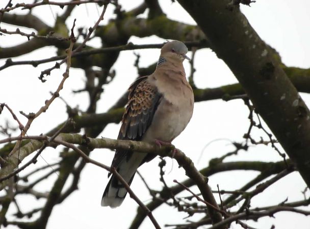 Tortora orientale  - Pier Luigi Taiariol