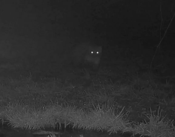 Faina  - Pier Luigi Taiariol