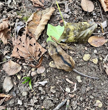 Mulot rayé  - Pier Luigi Taiariol