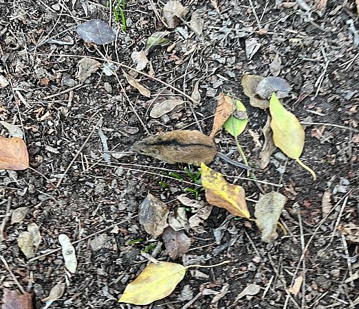 Topo selvatico dal dorso striato  - Pier Luigi Taiariol