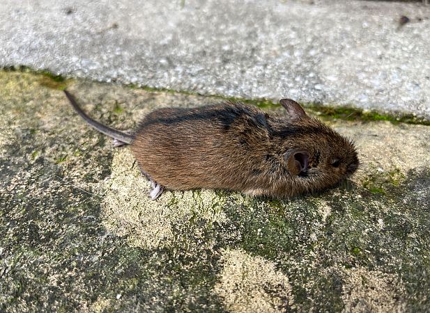 Topo selvatico dal dorso striato  - Pier Luigi Taiariol