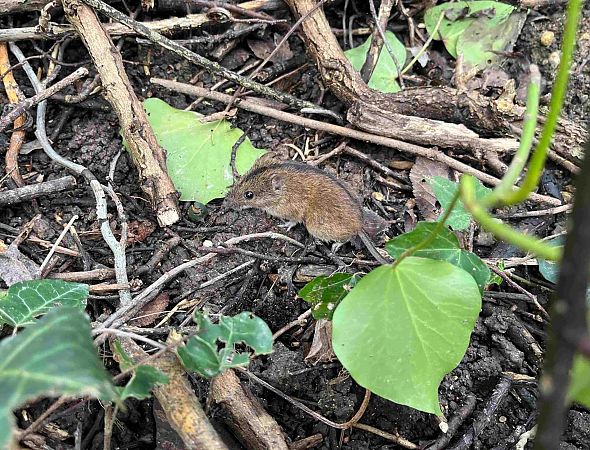 Topo selvatico dal dorso striato  - Pier Luigi Taiariol