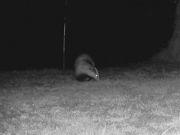 Tasso  - Pier Luigi Taiariol