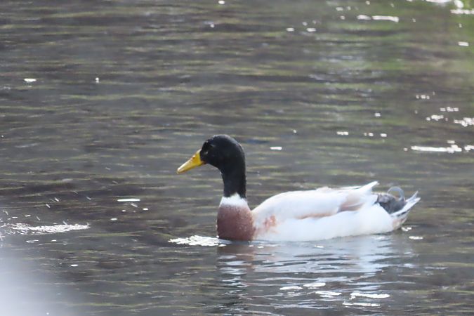 Ibrido di anatra  - Enrico Bissardella