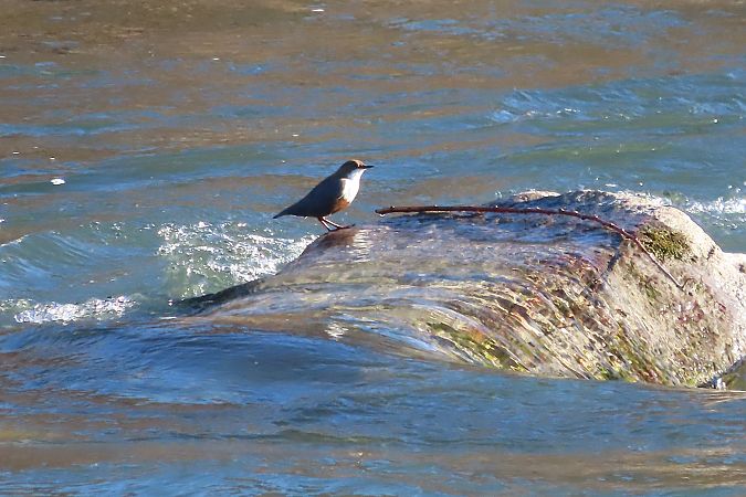 Cincle plongeur  - Enrico Bissardella