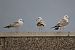 Gavina (Larus canus) © Giuseppe Colombo