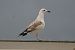 Gabbiano pontico (Larus cachinnans) © Giuseppe Colombo