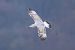 Gabbiano pontico (Larus cachinnans) © Giuseppe Colombo