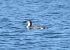 Strolaga mezzana (Gavia arctica) © Giuseppe Speranza