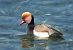 Fistione turco (Netta rufina) © Giuseppe Speranza