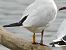 Mouette rieuse (Chroicocephalus ridibundus) © Daniele Capello