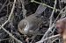 Dusky Warbler  - Paolo Zonta