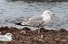 Gabbiano pontico (Larus cachinnans) © Alfonso Maffezzoli