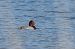Hybrid Common Pochard x Ferruginous Duck 